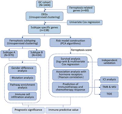 Characterization of Two Ferroptosis Subtypes With Distinct Immune Infiltration and Gender Difference in Gastric Cancer